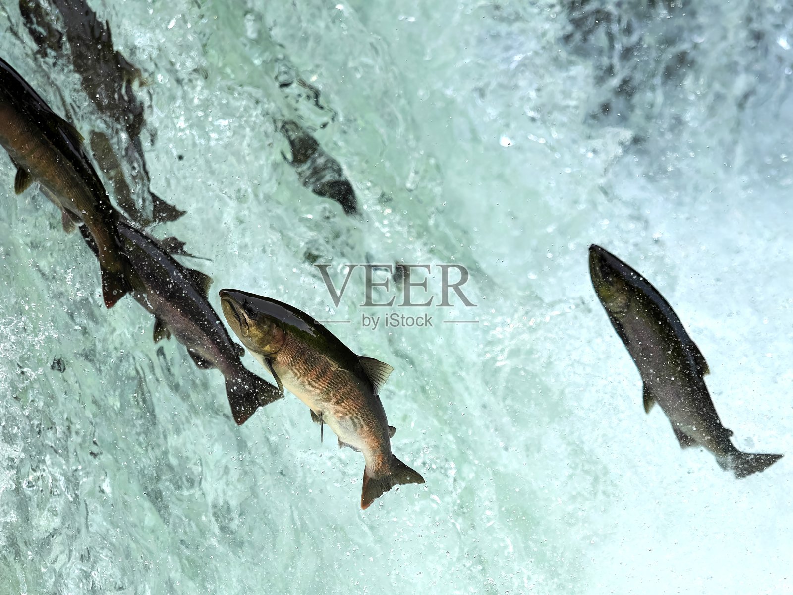 北海道沙里镇沙里河的樱花鳟鱼瀑布照片摄影图片