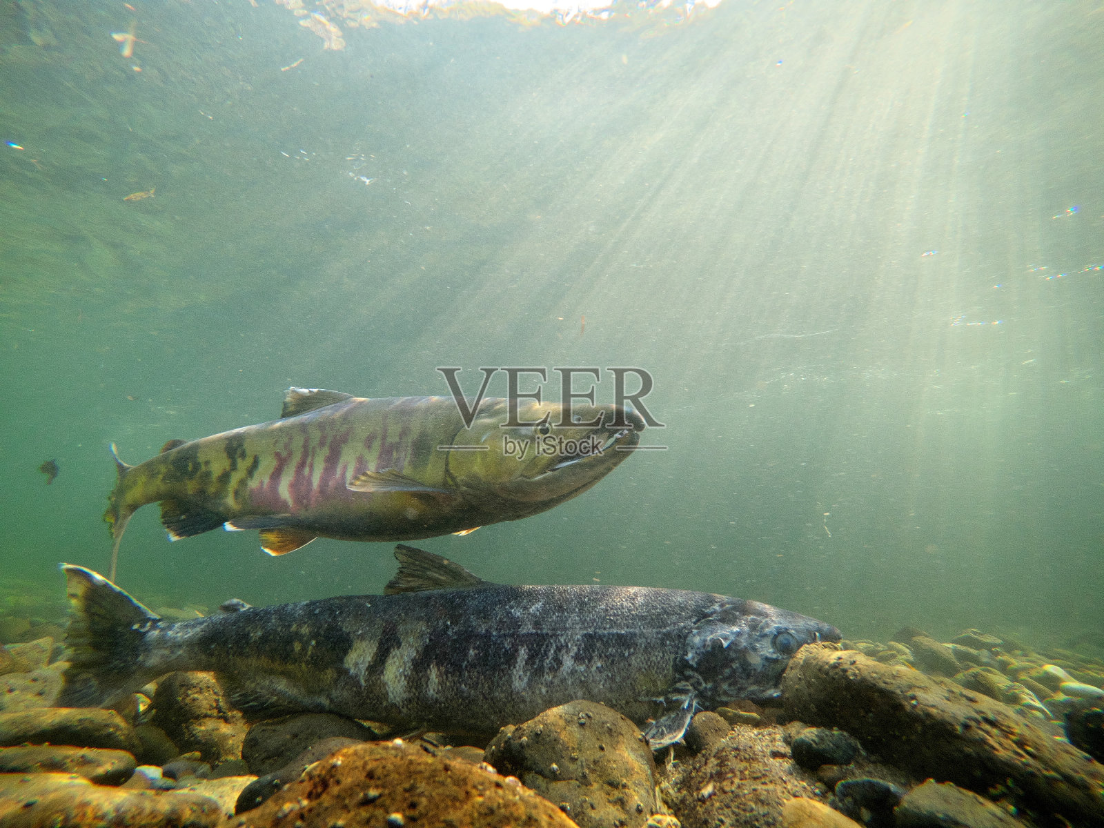 北海道东部石别镇的秋瑞河中鲑鱼的水下摄影照片摄影图片