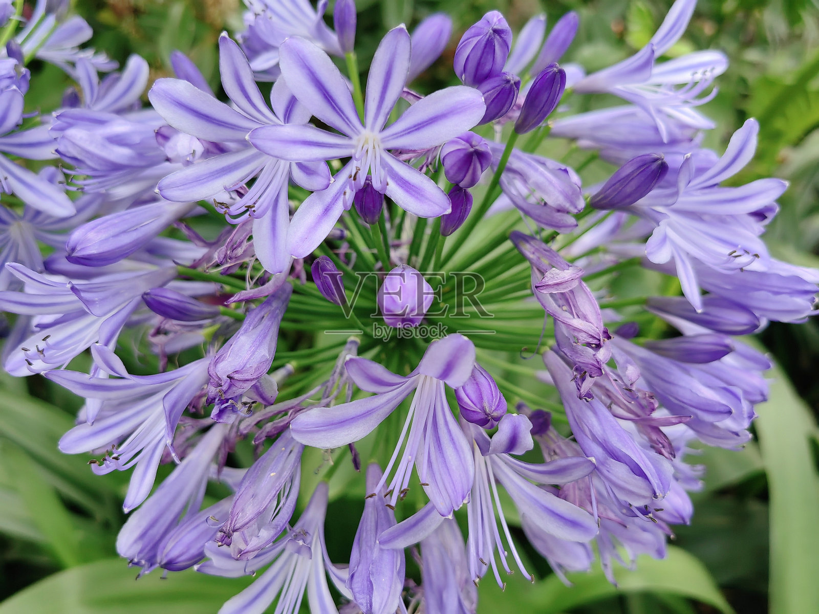 背景清新的蓝色紫罗兰花束的自然花卉。照片摄影图片