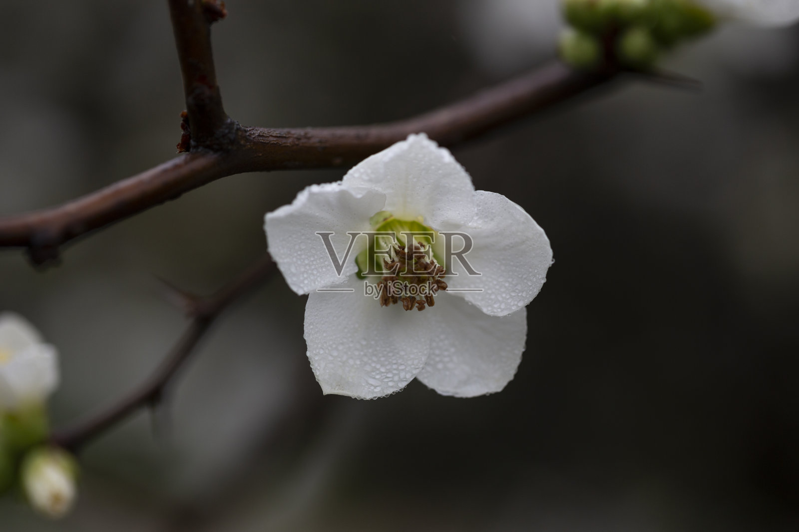 近景:日本榅桲的白花。花香春色背景,选择性聚焦照片摄影图片