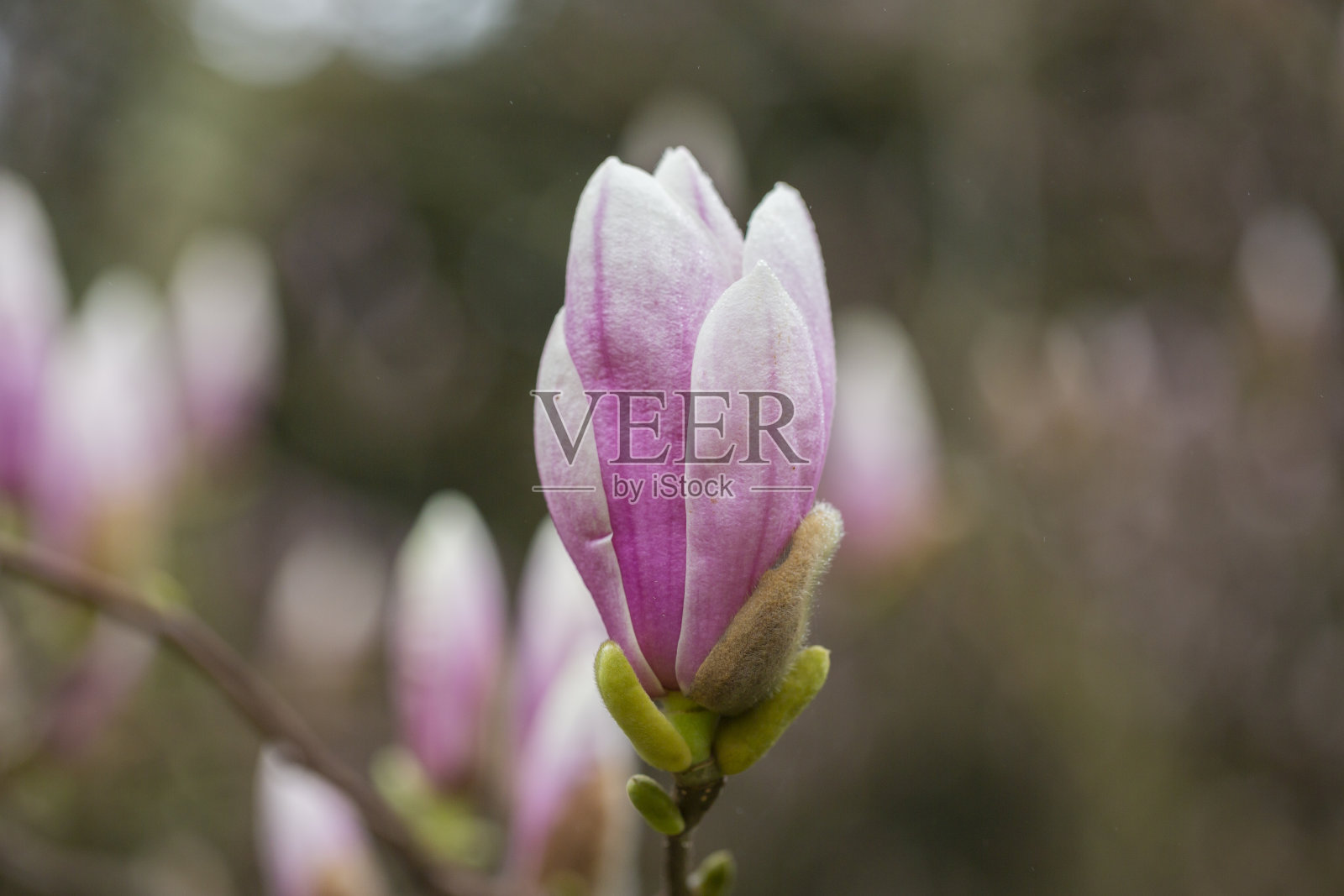 春天的一天,在欧洲的一个花园里,一个大的粉红色玉兰花蕾长在树上。背景是玫瑰花蕾和大的绿叶照片摄影图片