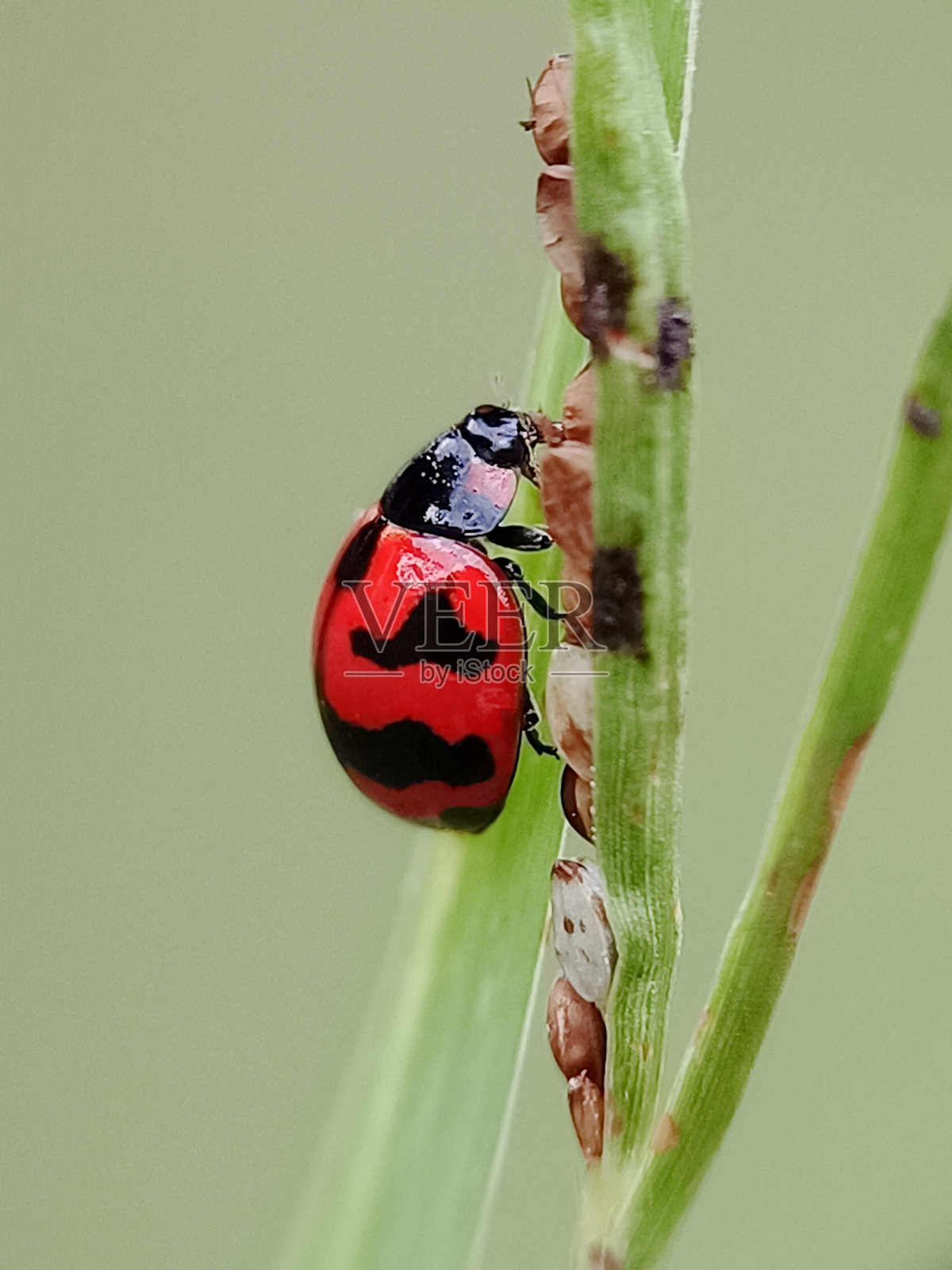 瓢虫在花园里对草花种子的选择性聚焦照片摄影图片