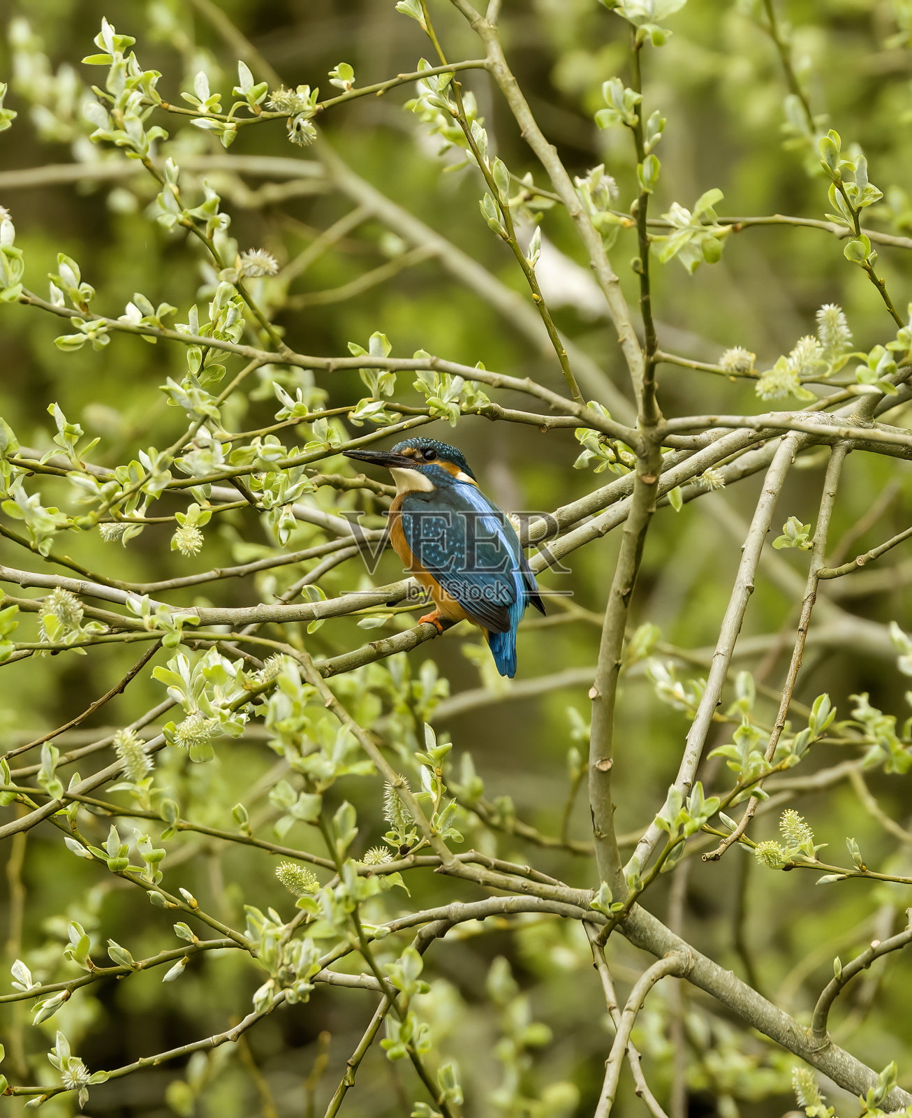 翠鸟照片摄影图片