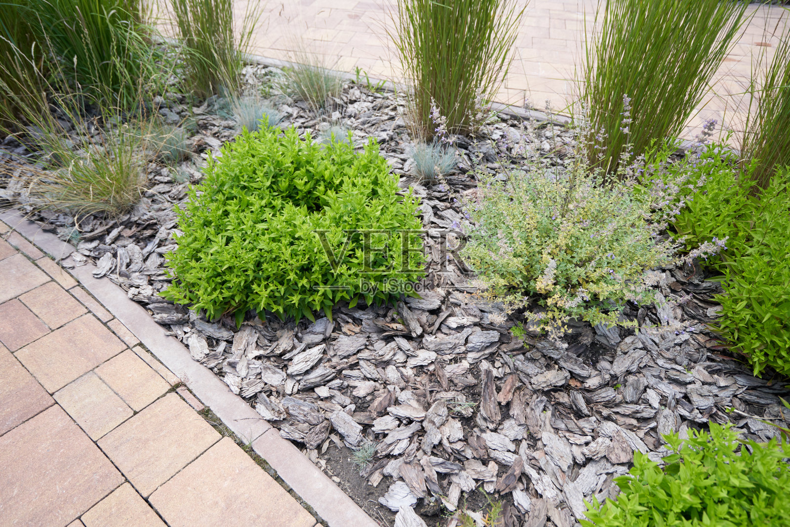 用灌木和树皮覆盖景观照片摄影图片