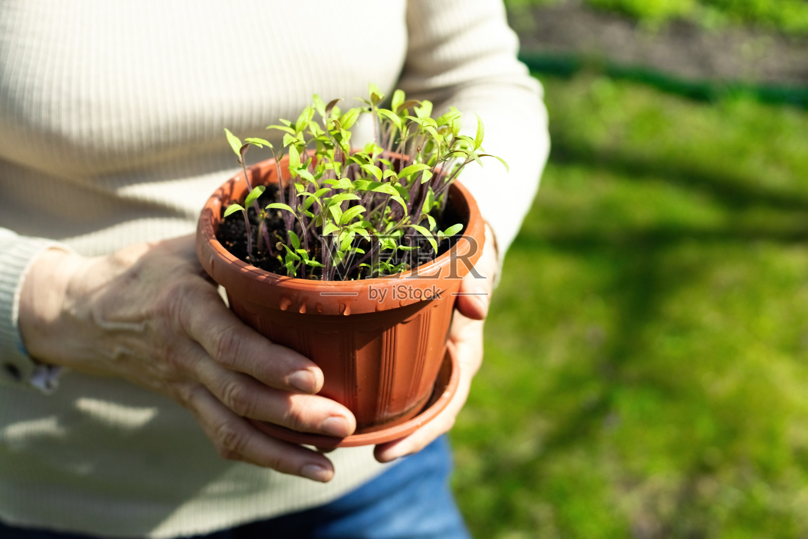 女人手里的盆栽西红柿苗照片摄影图片
