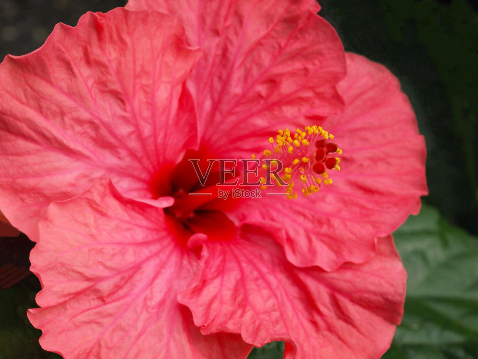 粉红色的芙蓉花在花园里。照片摄影图片