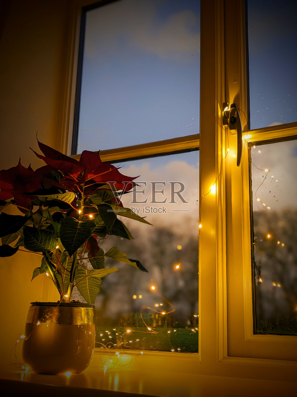 圣诞橱窗里的一品红照片摄影图片