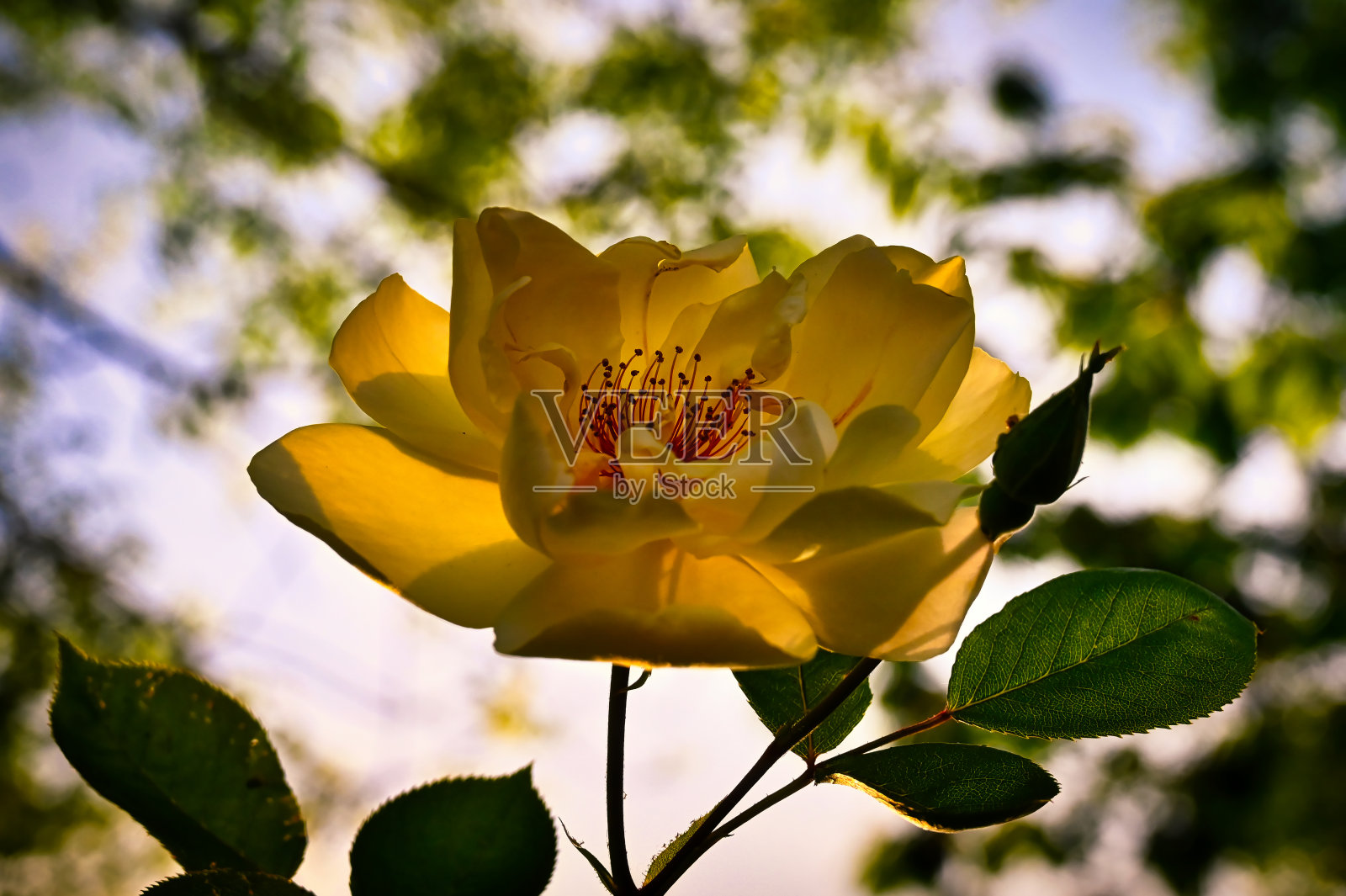 春天的玫瑰照片摄影图片