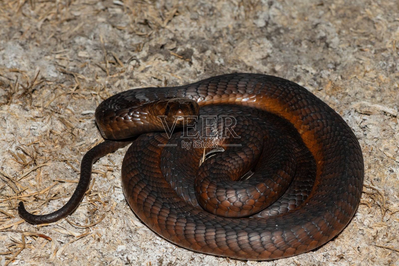 安哥拉眼镜蛇(安哥拉眼镜蛇),也叫安哥拉眼镜蛇照片摄影图片