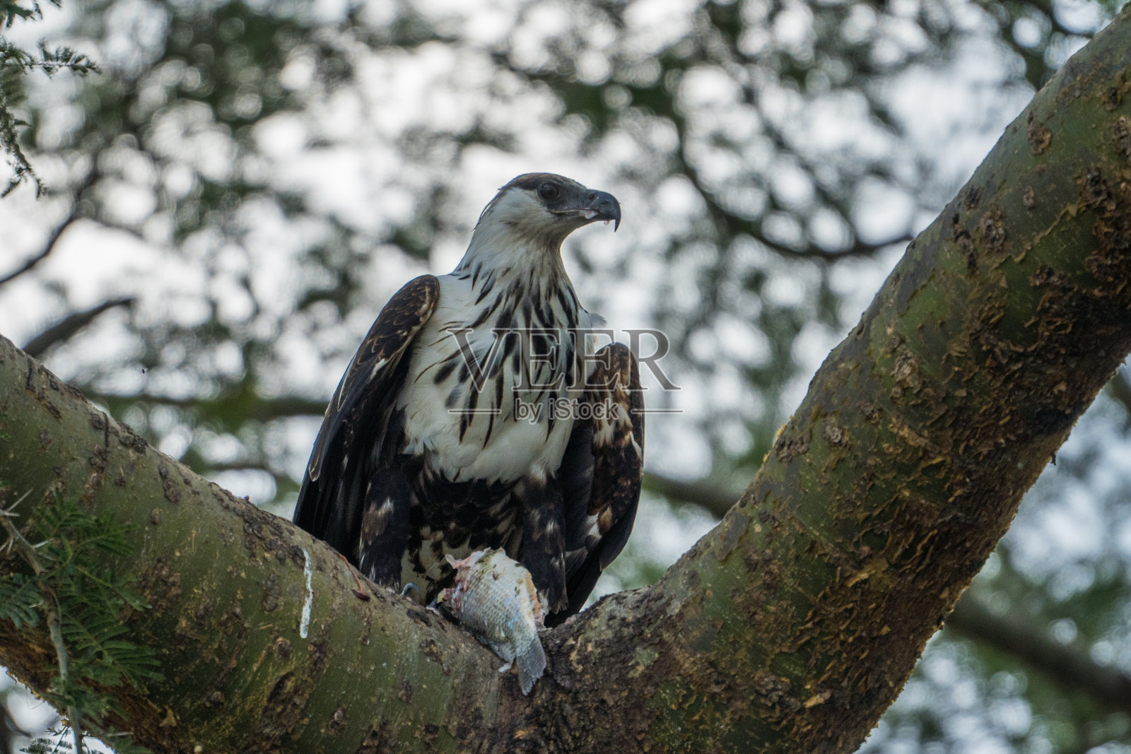 乌干达伊丽莎白女王国家公园的幼非洲鱼鹰照片摄影图片