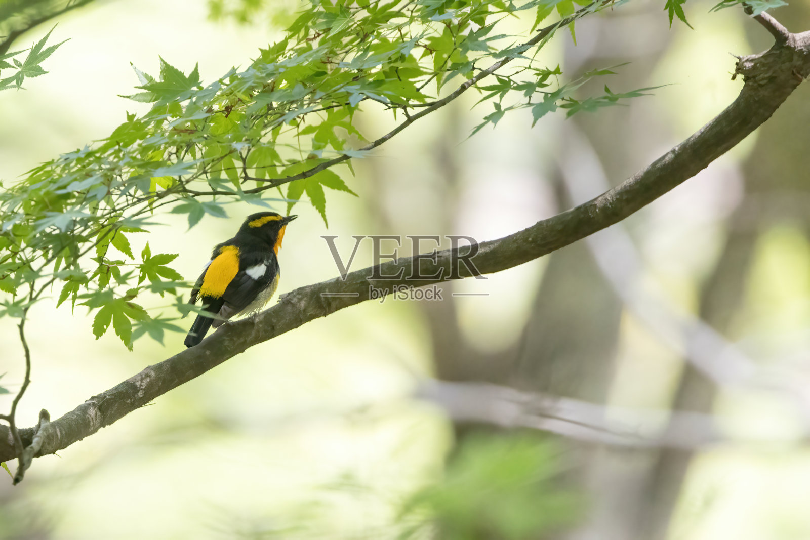 雄性捕蝇水仙在春天的森林里唱歌。照片摄影图片