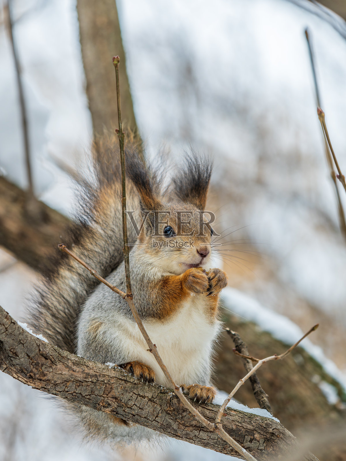 在冬天或深秋,带着坚果的松鼠栖息在树上。照片摄影图片