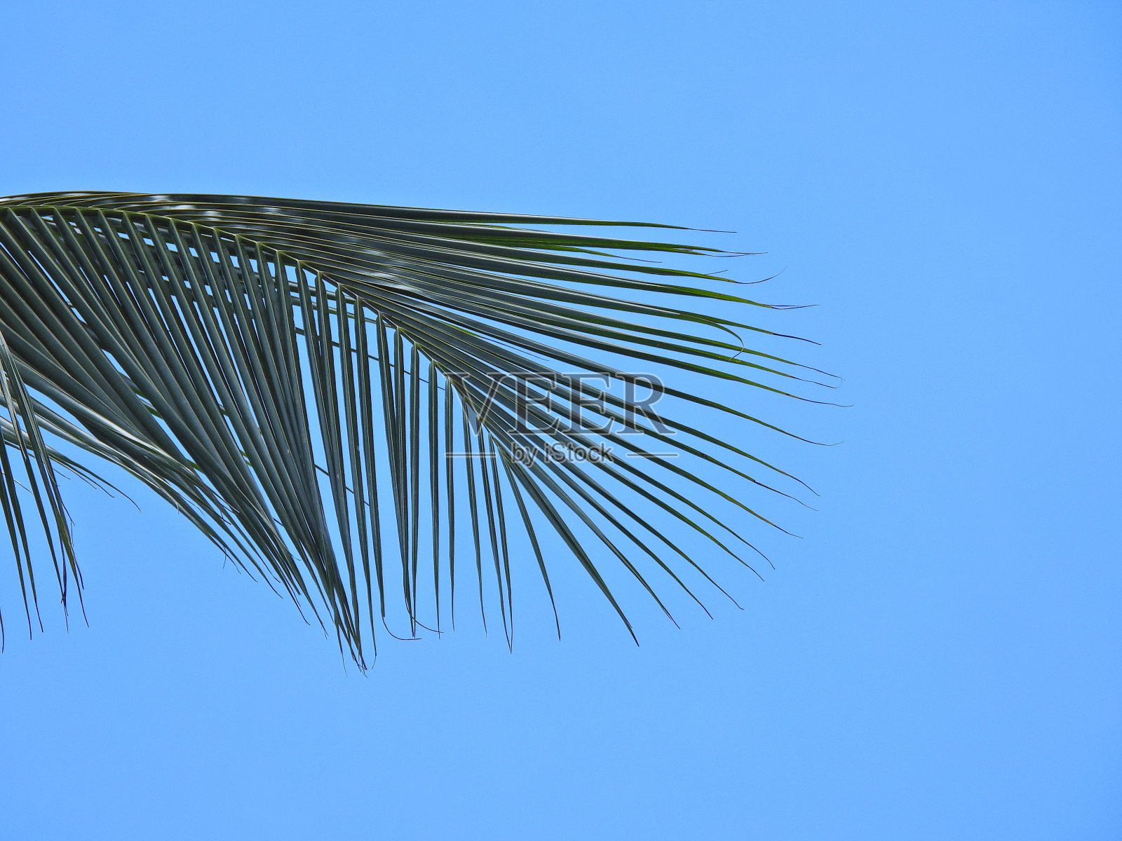 天空与树枝照片摄影图片