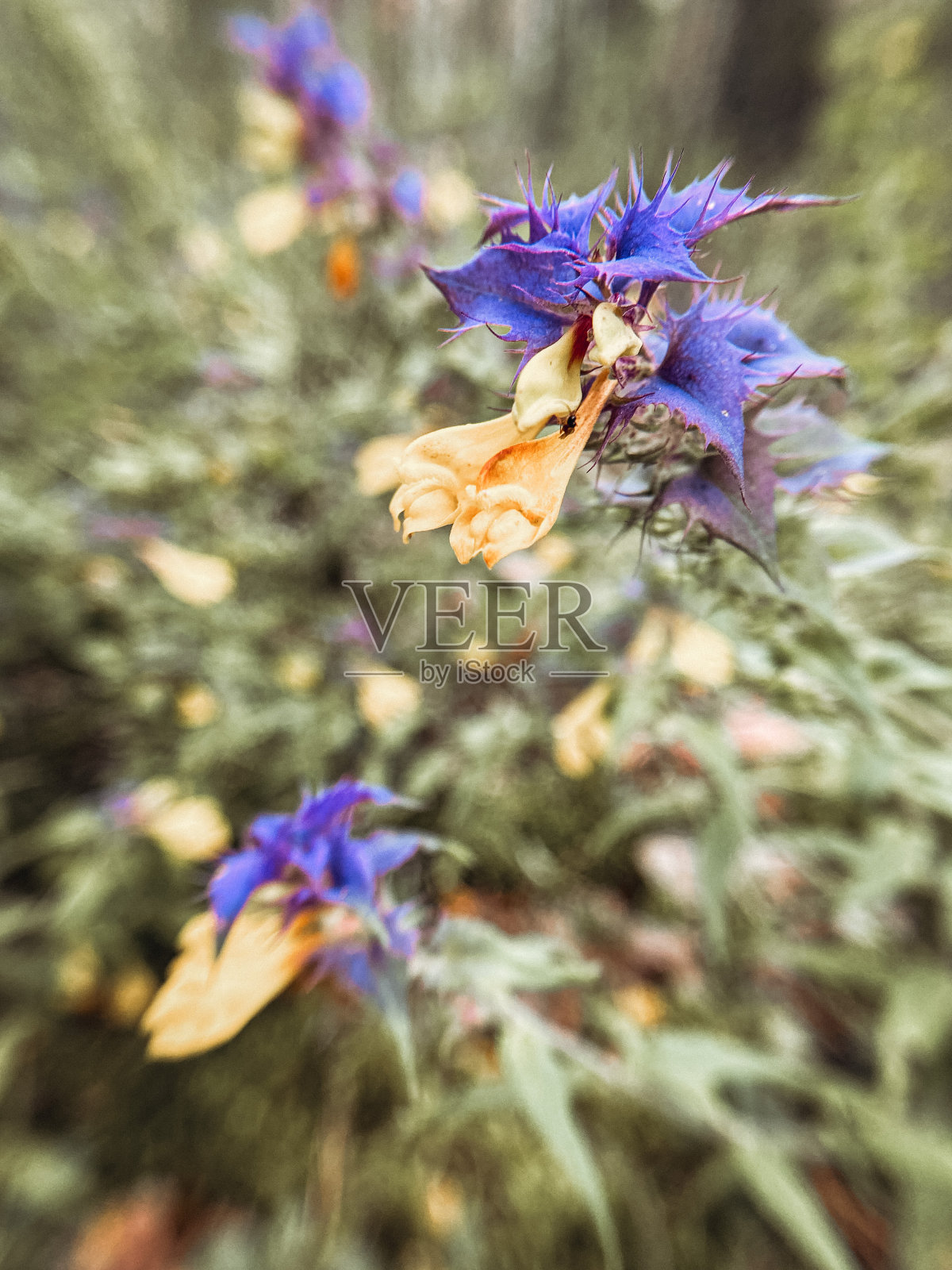 绿色的叶子和黄蓝色的花伊凡达玛丽亚在一个阳光明媚的夏季森林。照片摄影图片