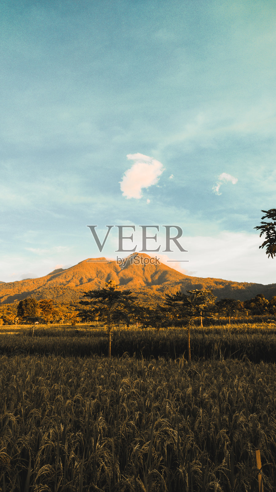 一望无际郁郁葱葱的稻田。以埃贡山为背景的稻田,印度尼西亚,弗洛雷斯。肥沃的水稻种植照片摄影图片