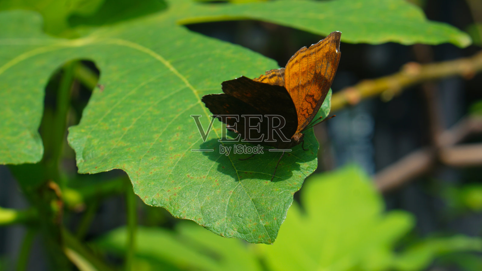 普通的棕榈蝇蝴蝶栖息在中等大小的叶子上照片摄影图片