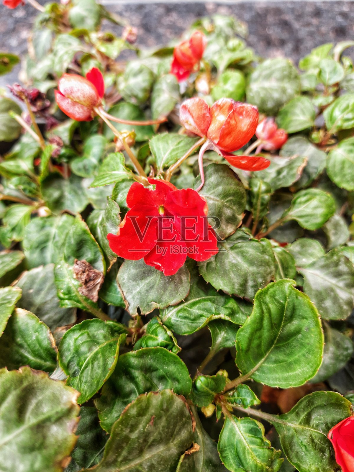 凤仙花照片摄影图片