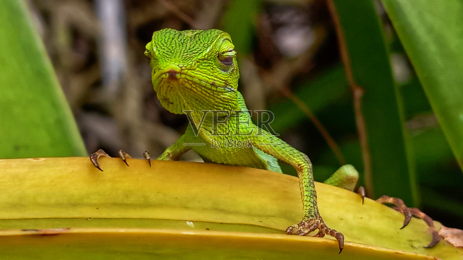 印尼变色龙照片摄影图片