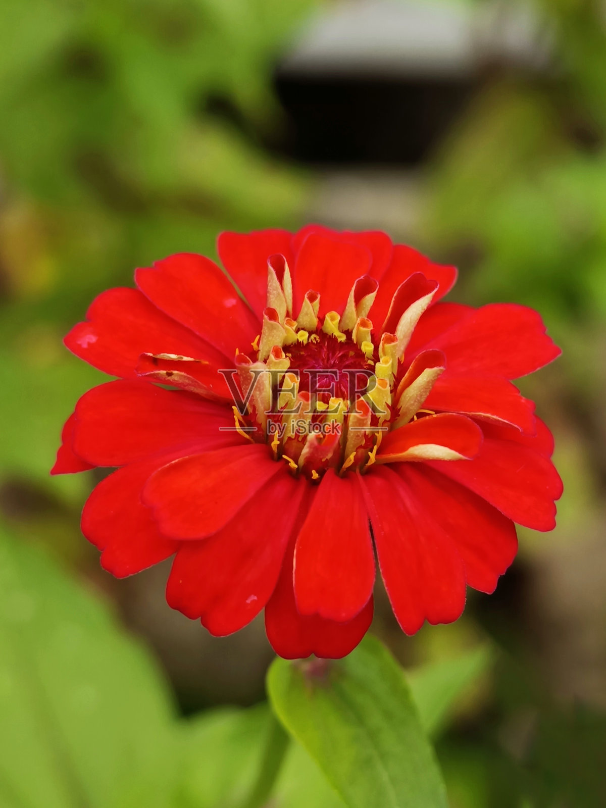 花园里一朵红色百日菊的选择性焦点照片摄影图片