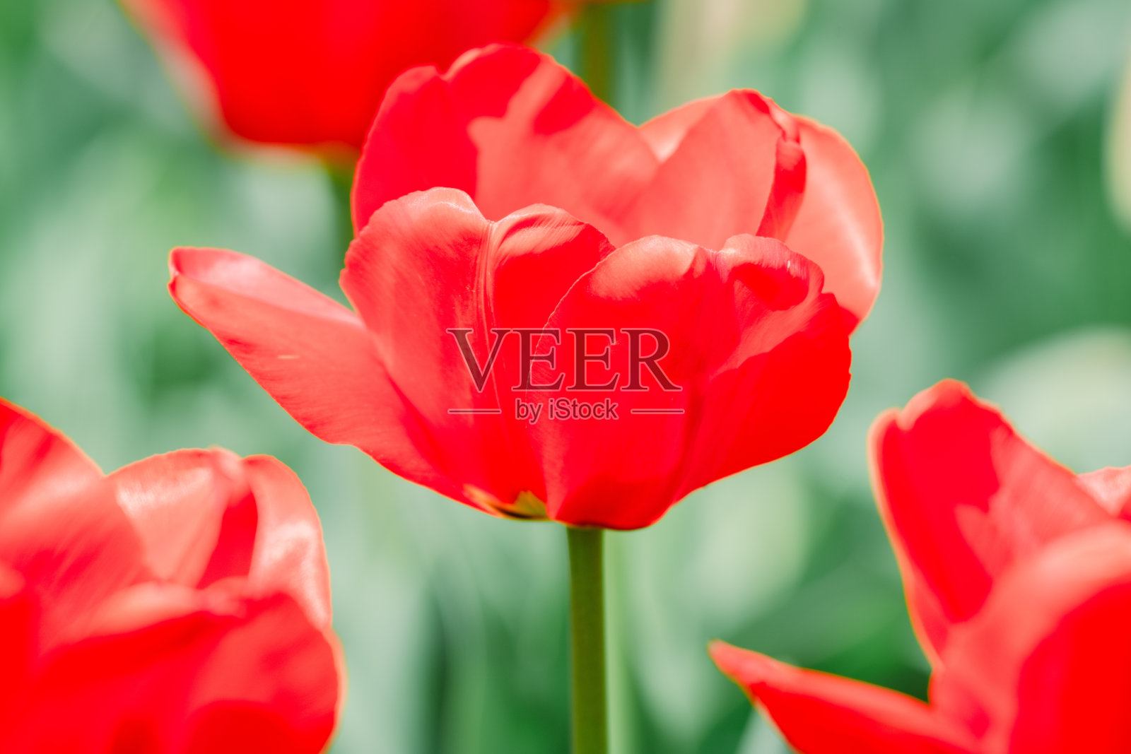 美丽的郁金香在农业园里盛开照片摄影图片