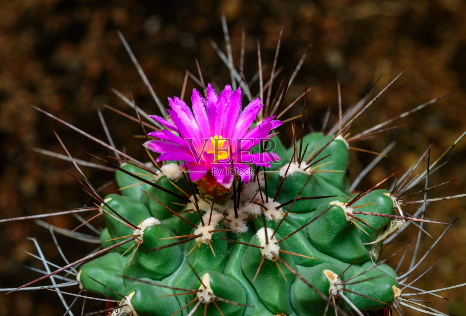 哺乳动物,仙人掌在春天盛开的粉红色花朵的特写照片摄影图片