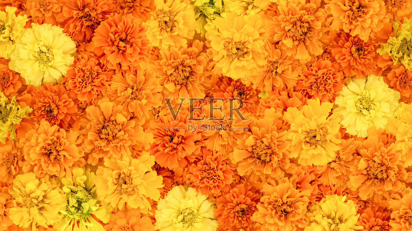 墨西哥金盏花是一个坚实的背景。秋天的成分。亡灵节的背景。照片摄影图片