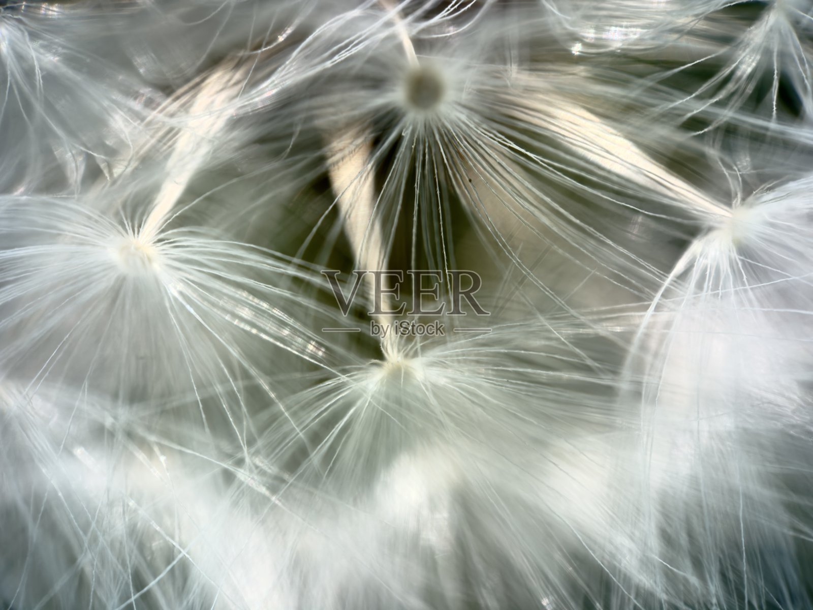 蒲公英的特写照片摄影图片