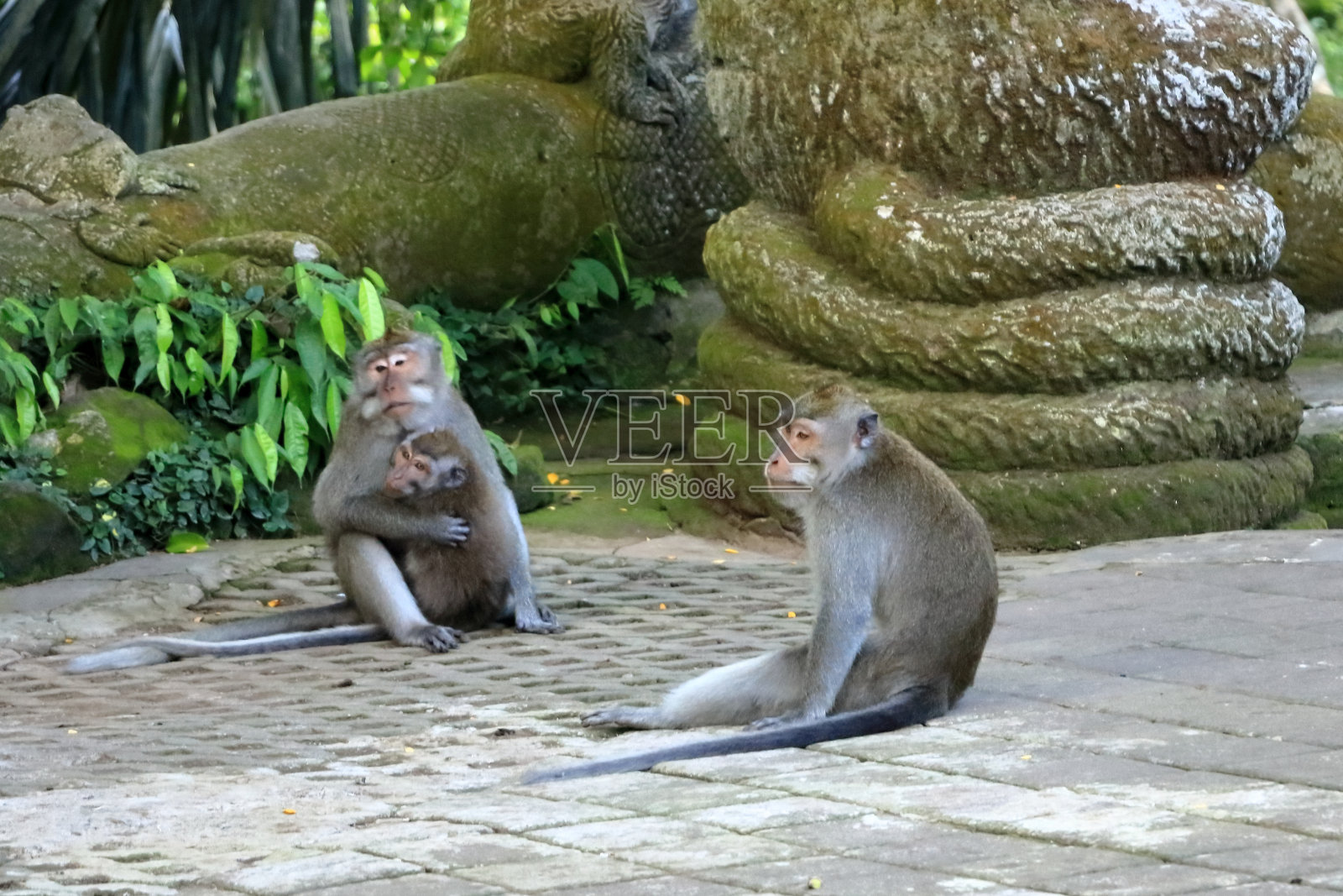印度尼西亚乌布圣猴森林中的长尾猕猴照片摄影图片