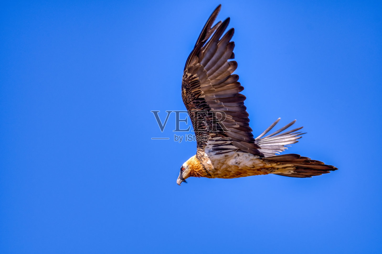 在西班牙比利牛斯山脉飞行的大胡子秃鹫。照片摄影图片