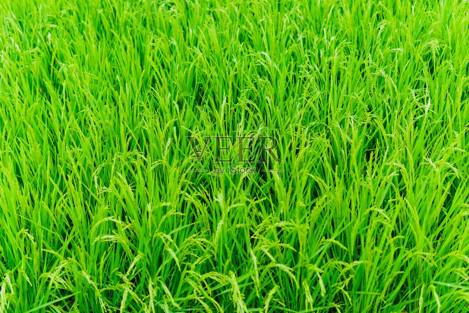 水稻照片摄影图片