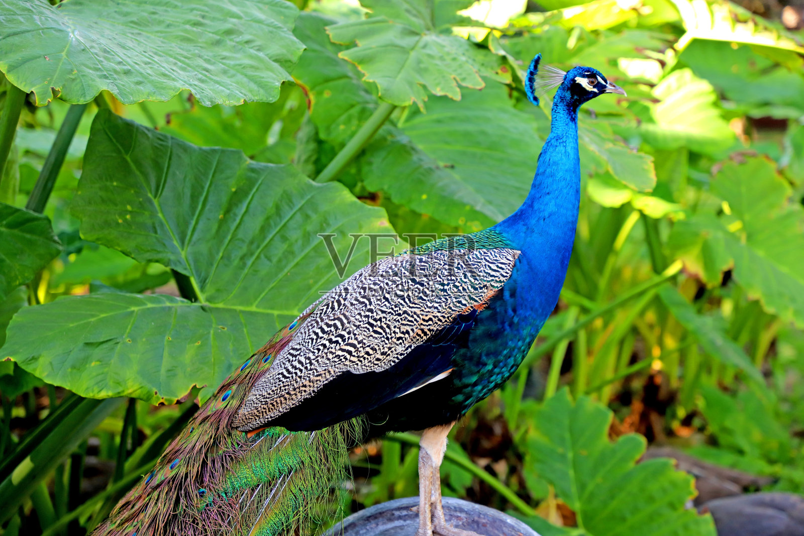 以芋头植物为背景的孔雀照片摄影图片