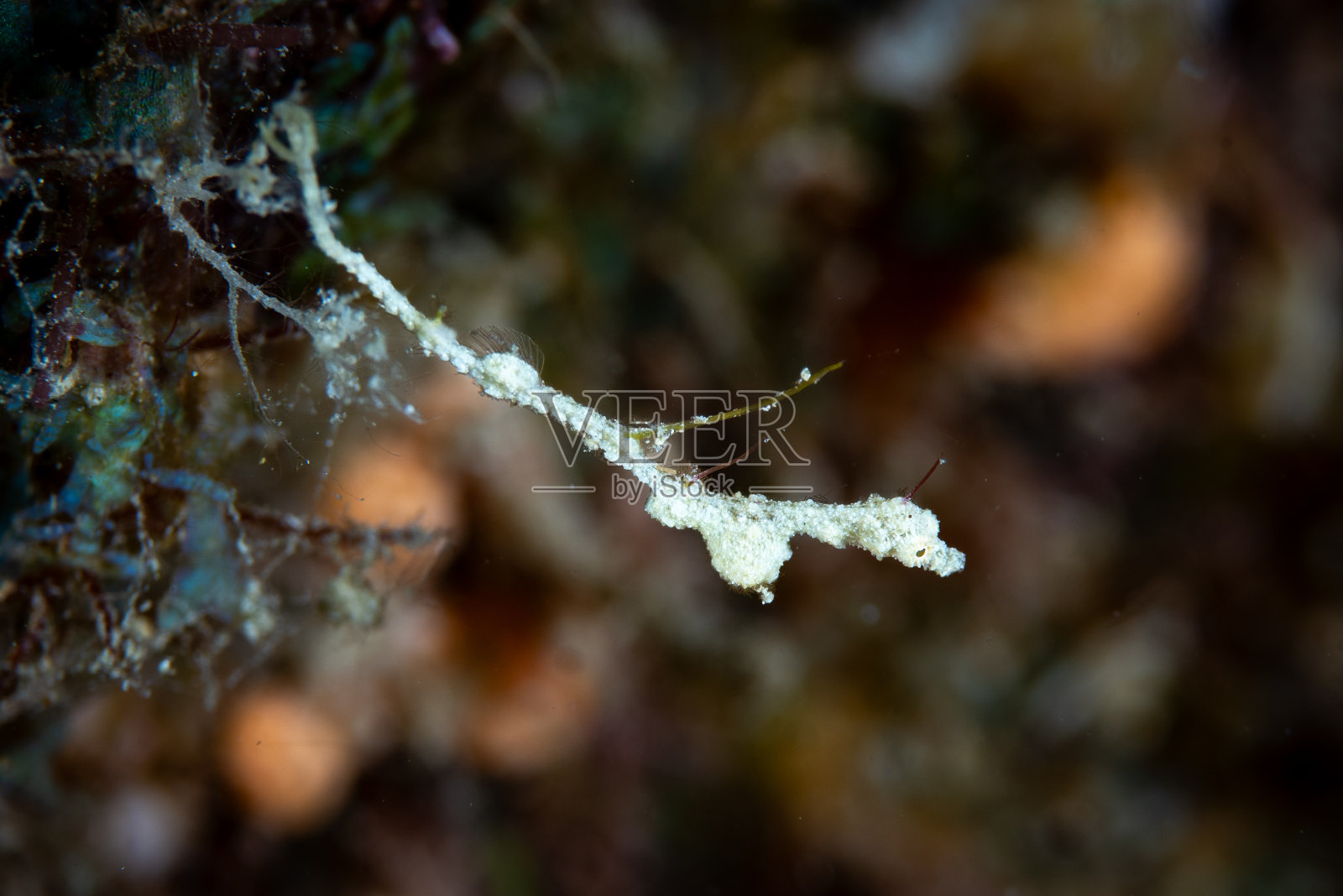 Lembeh侏儒海龙Kyonemichthys rumengani照片摄影图片