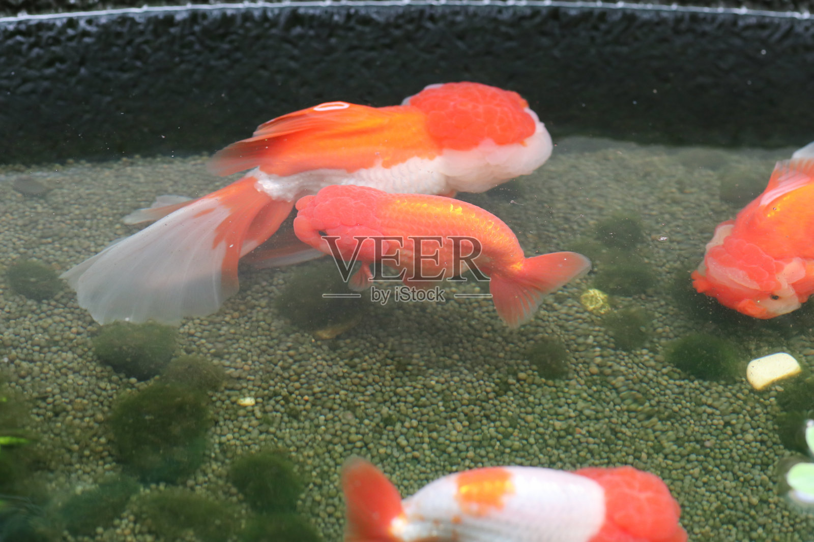 在水族鱼池里游泳的金鱼近景照片摄影图片