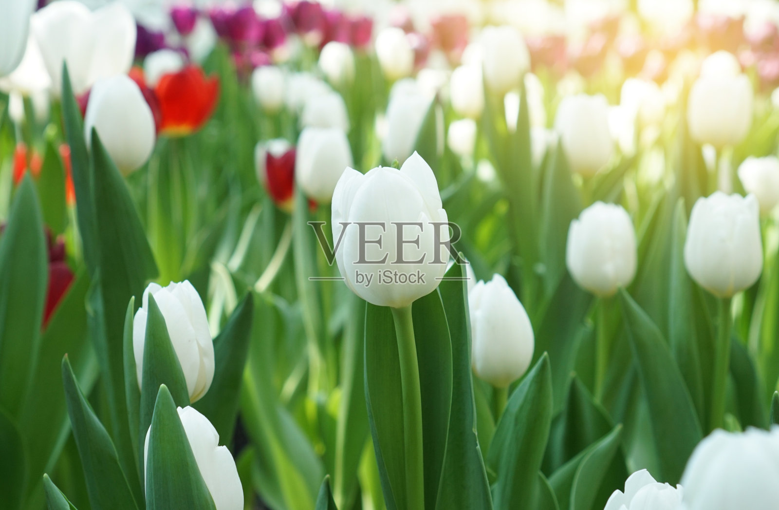 图像照片摄影图片