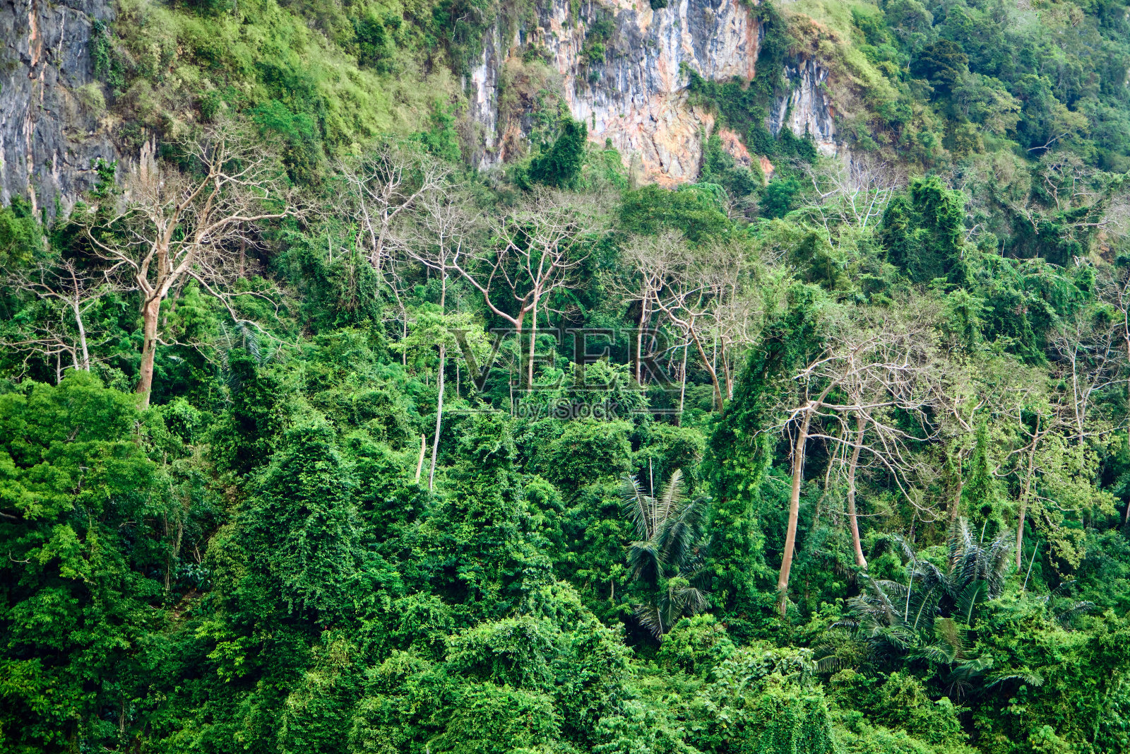 绿树成荫的落基山脉从蔚蓝的海水中拔地而起,悬崖上的落日映衬着乌云密布的天空。照片摄影图片