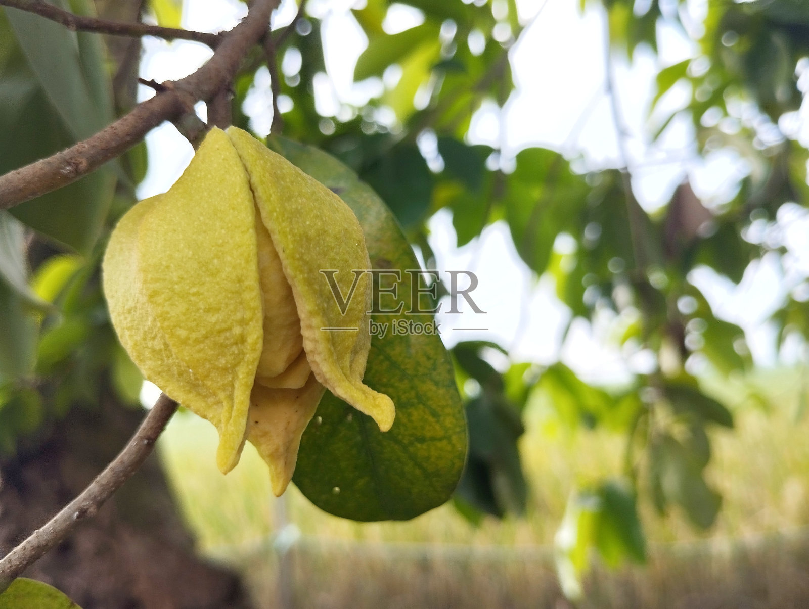 树上的刺鼻草雌蕊特写照片摄影图片