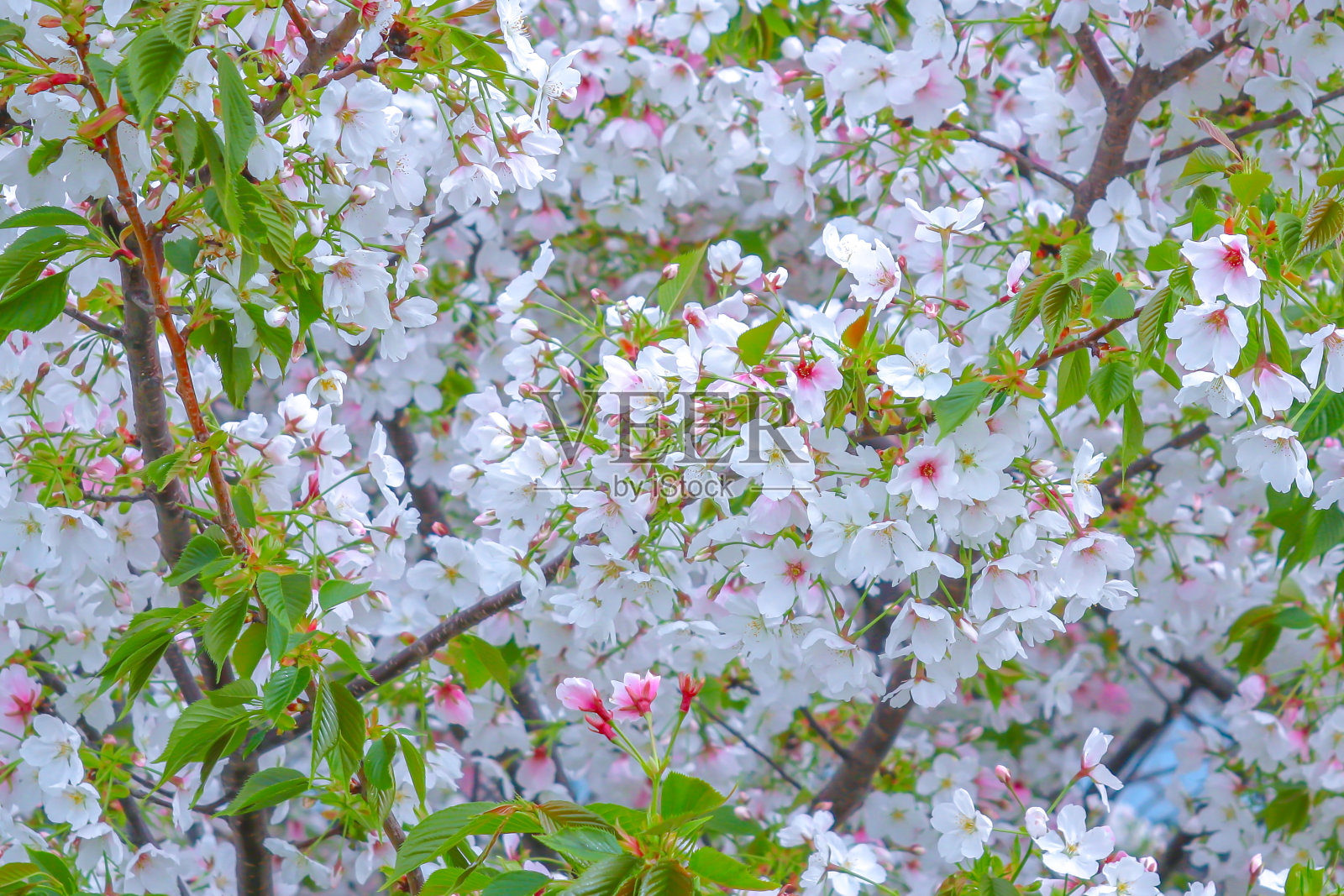 横拍白色樱花。照片摄影图片