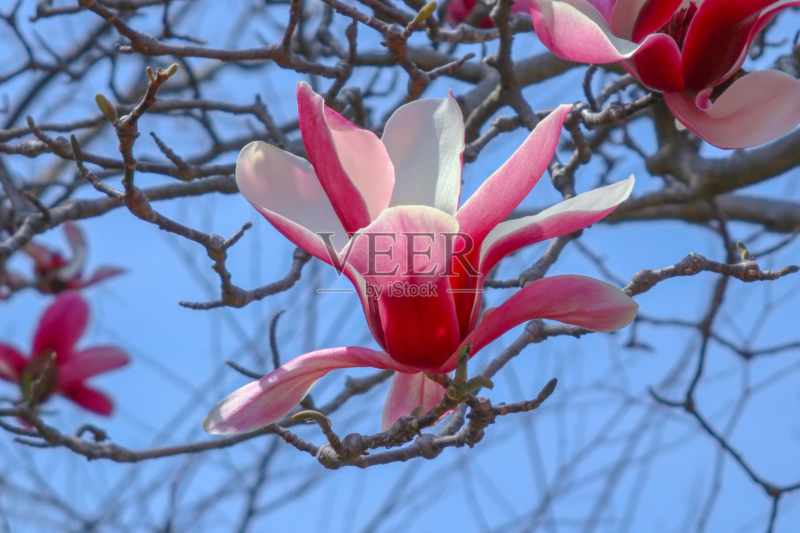 白玉兰百合花同蓝天。照片摄影图片