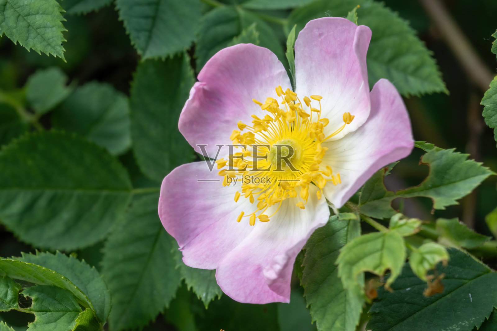 阳光下的玫瑰花照片摄影图片