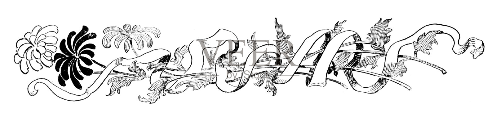 菊花或百日菊花用丝带包裹插画图片素材