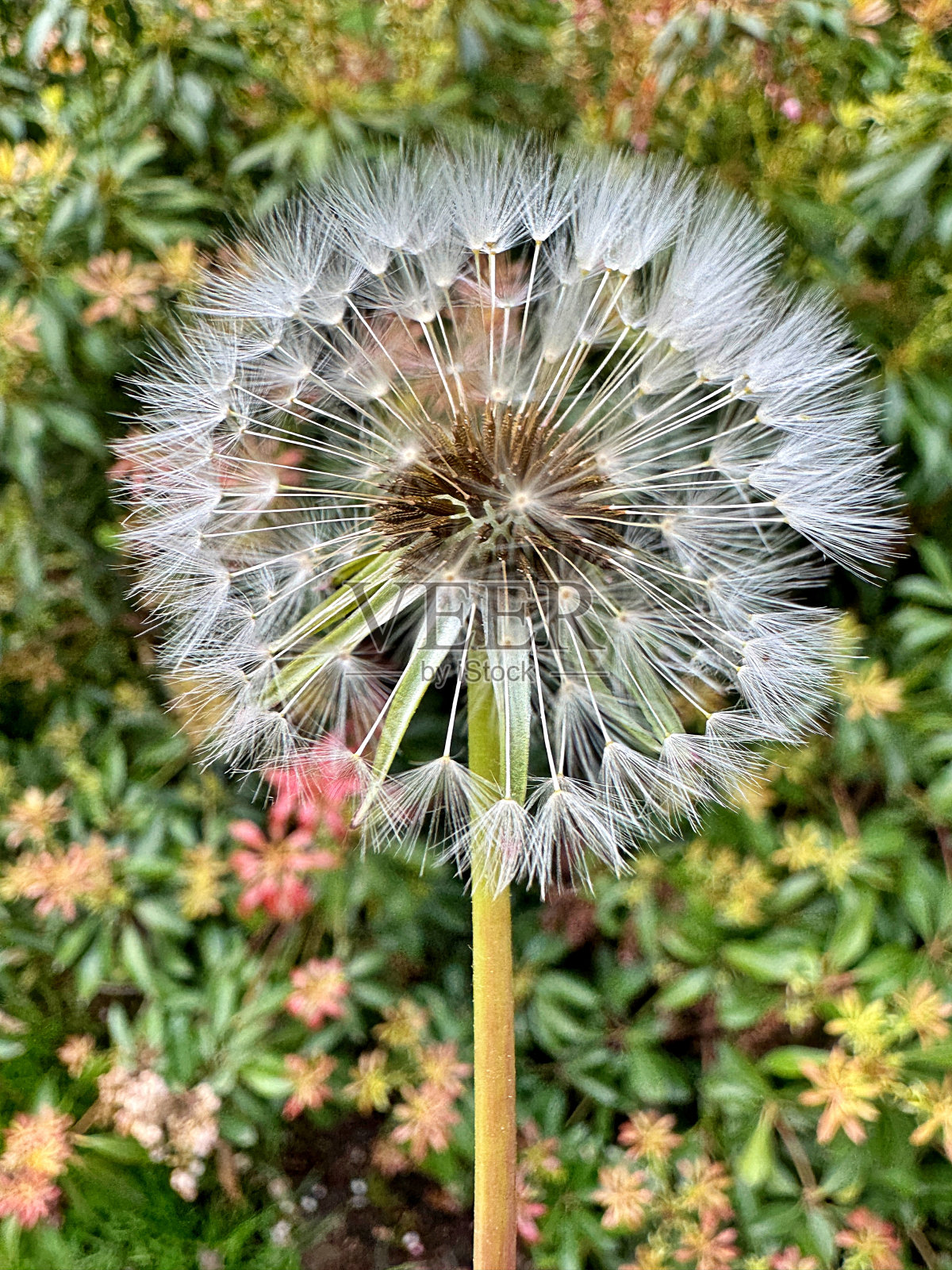 蒲公英种子荚照片摄影图片