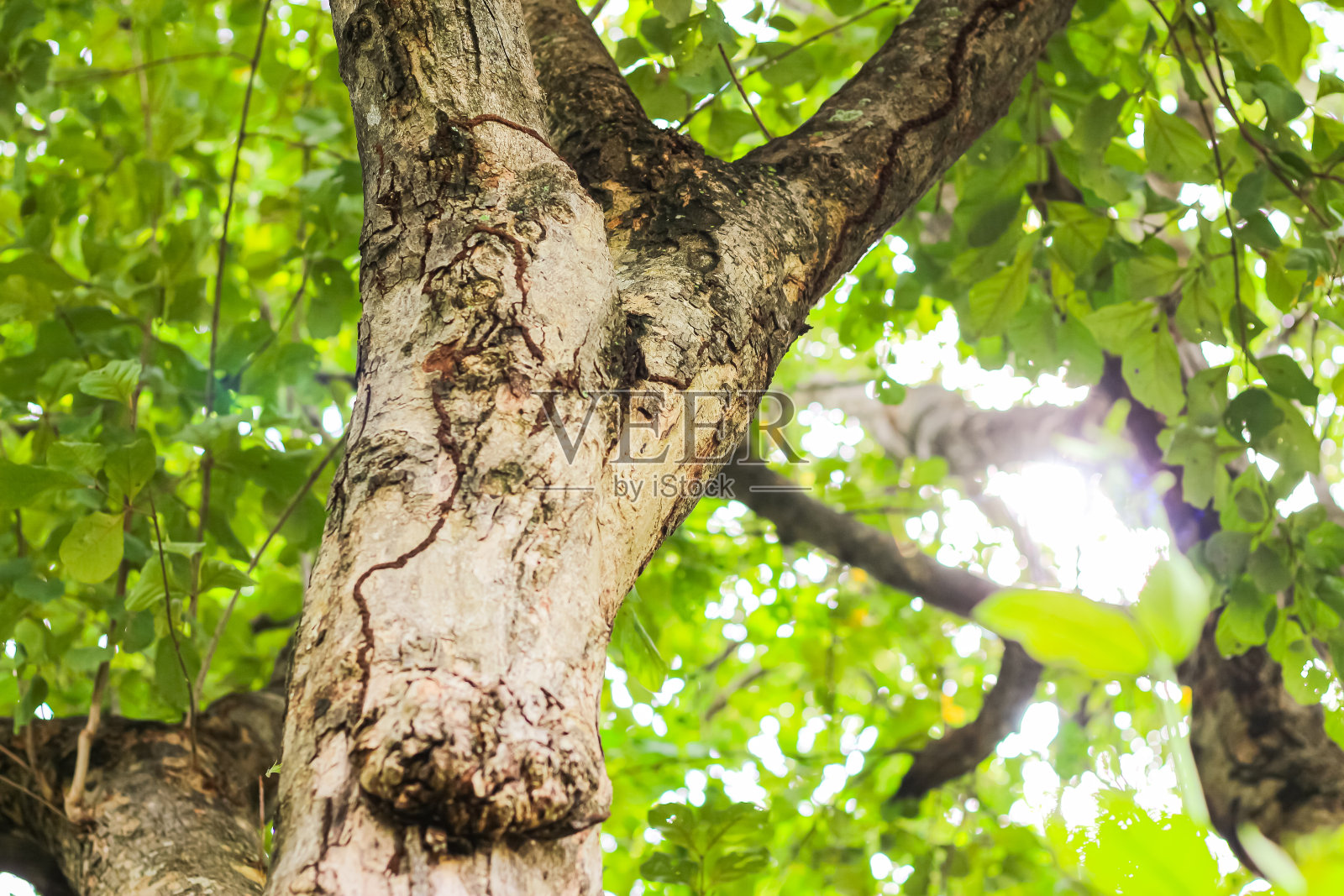 大树在泰国县的山上看起来令人耳目一新的背景图片。照片摄影图片
