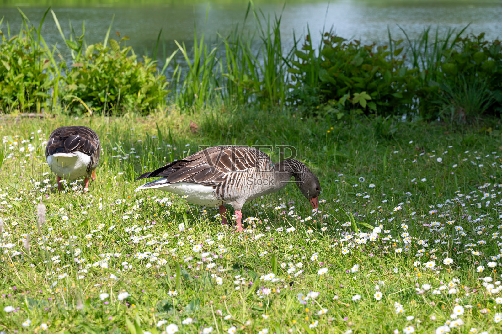 湖中花坛上的鹅照片摄影图片