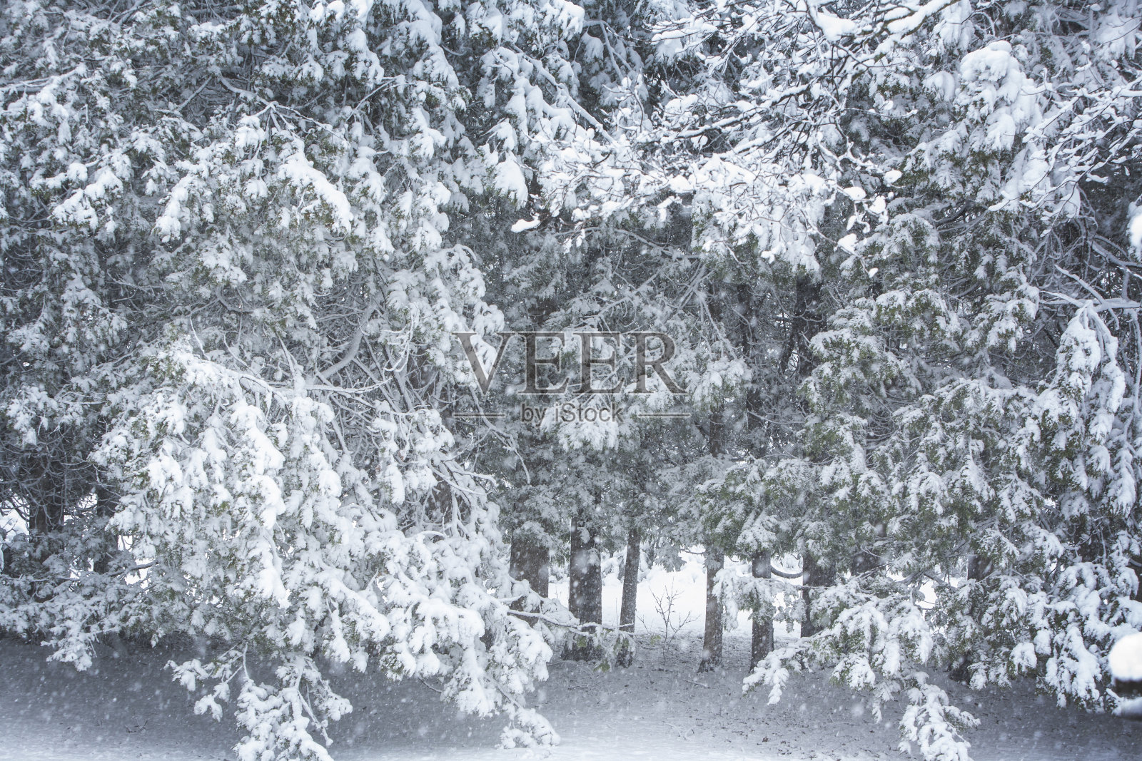 白雪覆盖的树木照片摄影图片