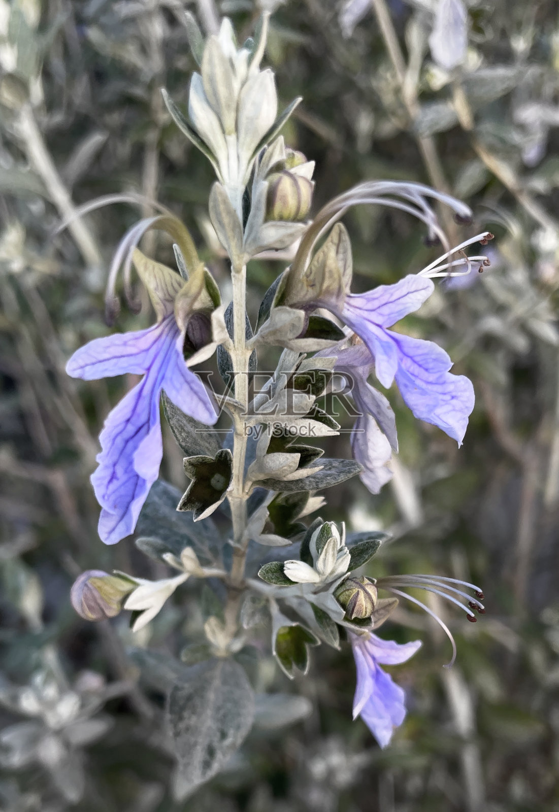 近景,淡紫色花的fruticum fruticum, Teucrium fruticans照片摄影图片