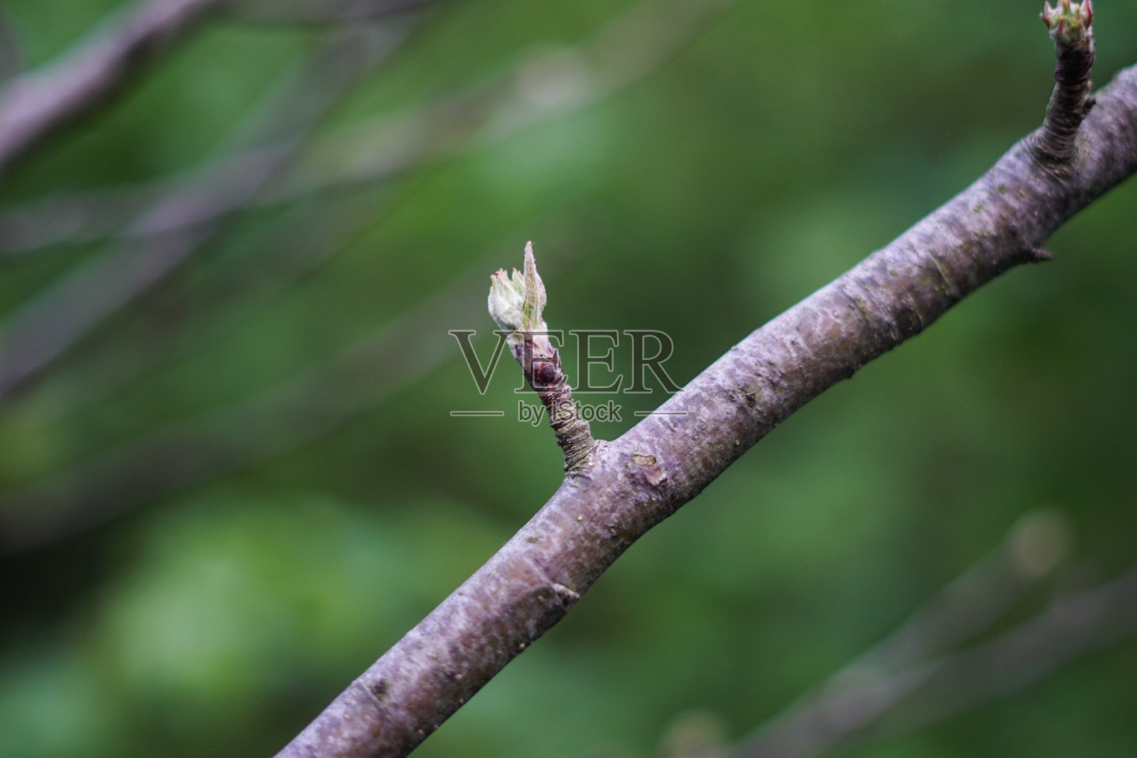 春天新生的树叶照片摄影图片