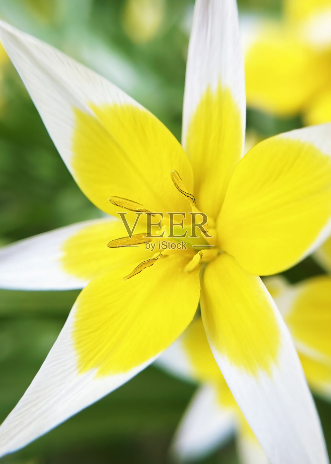 盛开的野生黄色郁金香特写照片摄影图片