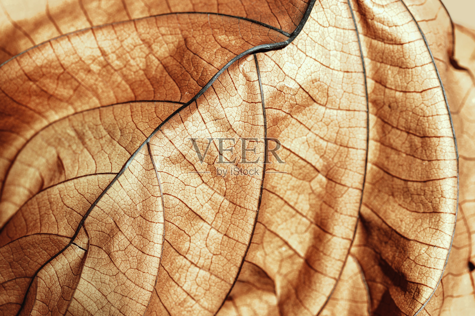 秋干叶贴近自然纹路,褐叶为自然背景。趋势植物设计背景,环境格局,秋季季节性静物宏观趋势,软焦点照片摄影图片