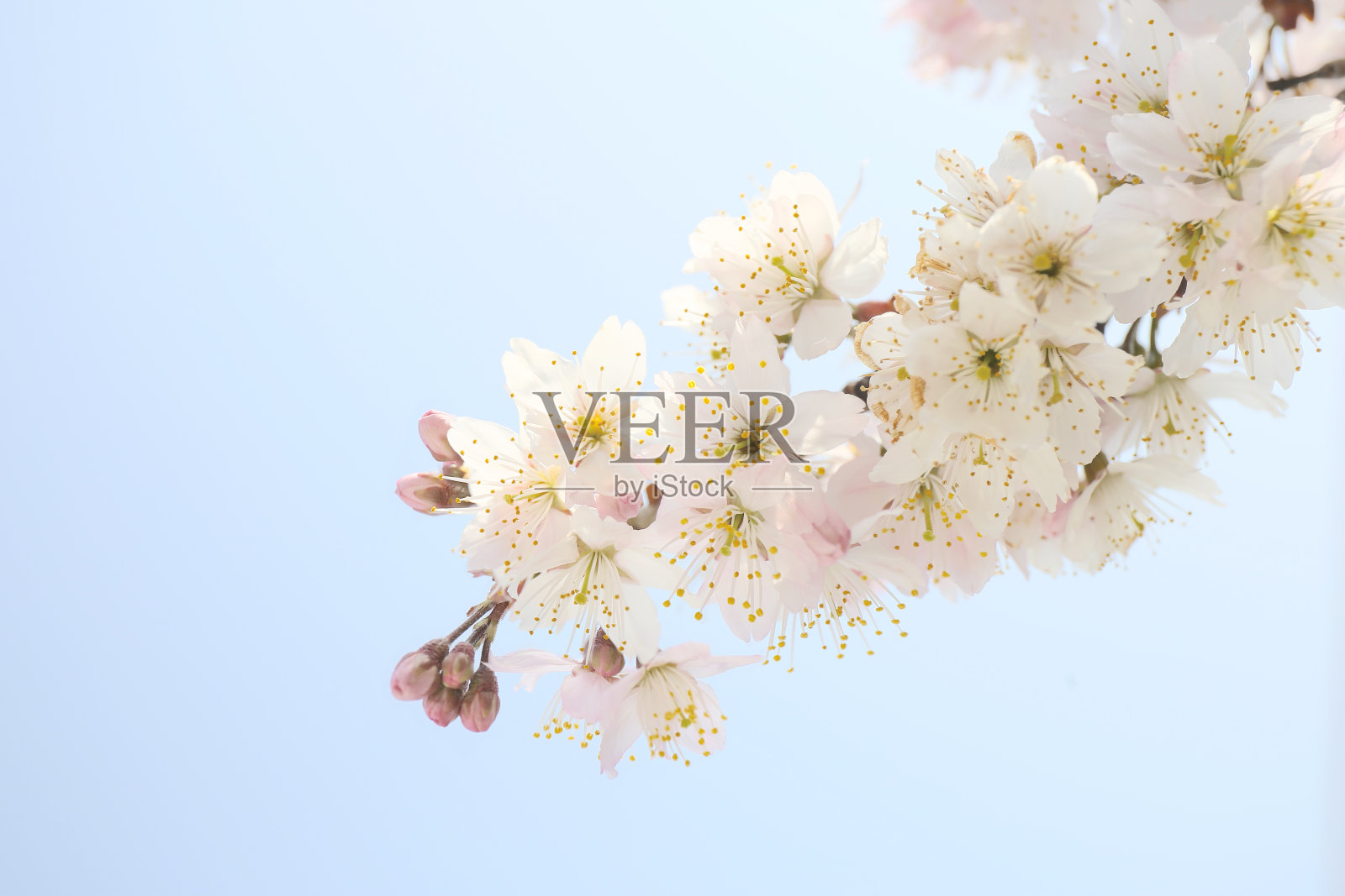 盛开的樱桃树和蔚蓝的天空照片摄影图片