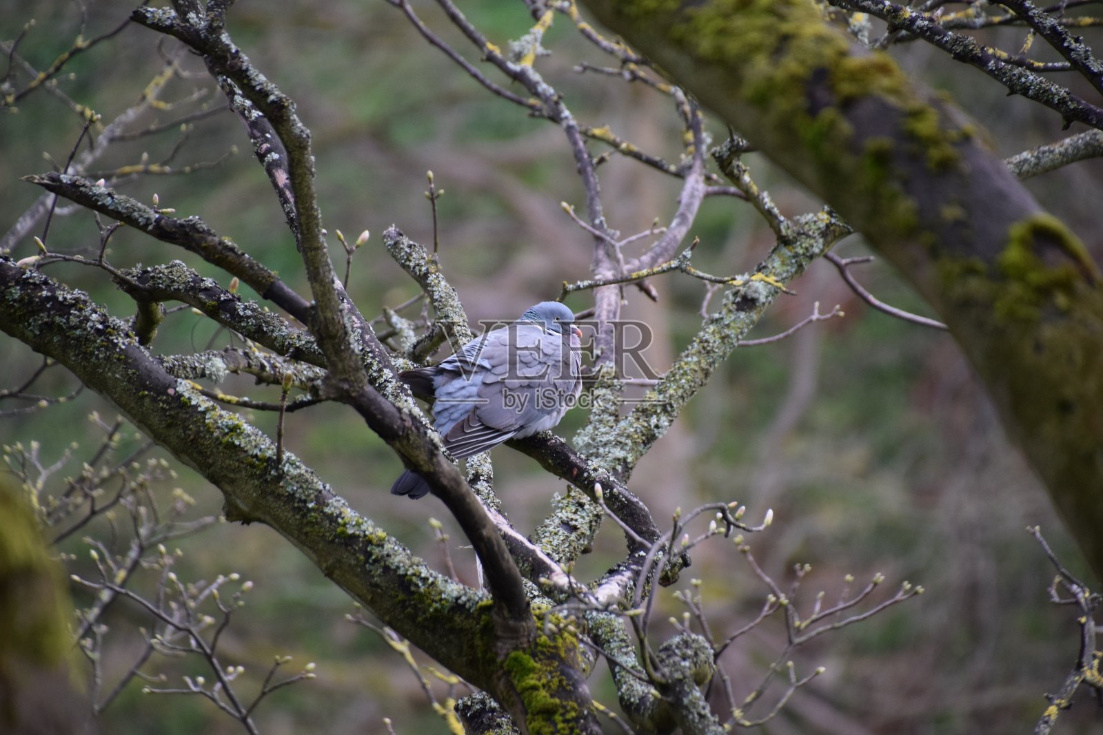 树上的木鸽照片摄影图片